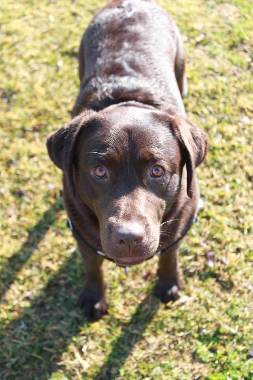 Come approcciare cane; educazione
