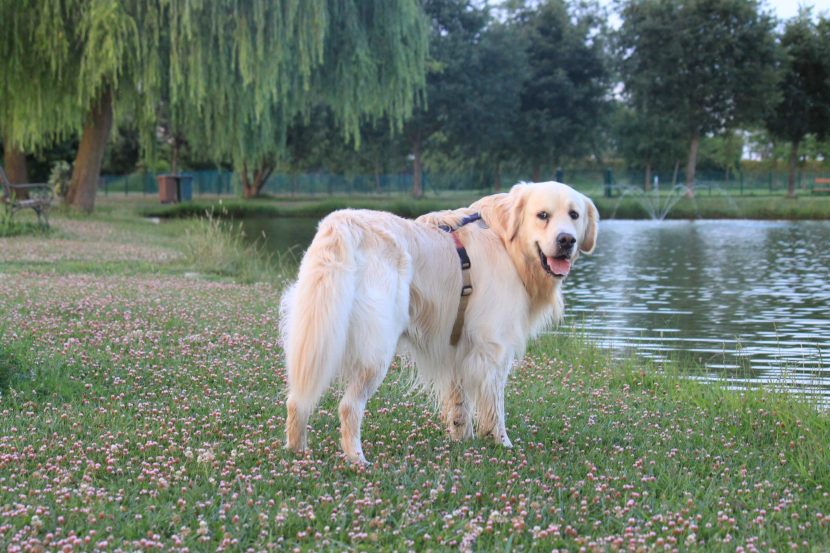150 anni fa in Scozia la prima cucciolata di Golden Retriever.