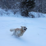vacanza sulla neve; neve; cane