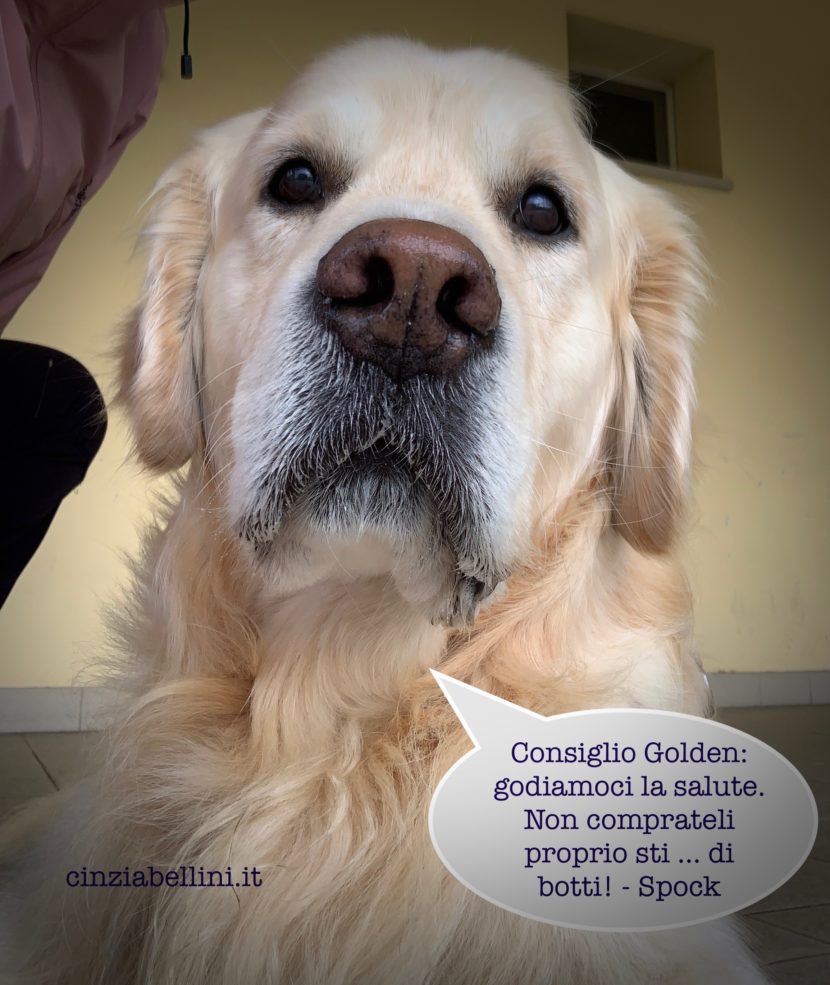 Paura dei botti cane capodanno
