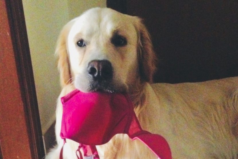 lasciare il cane da solo in casa