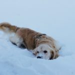 come proteggere il nostro cane dal freddo