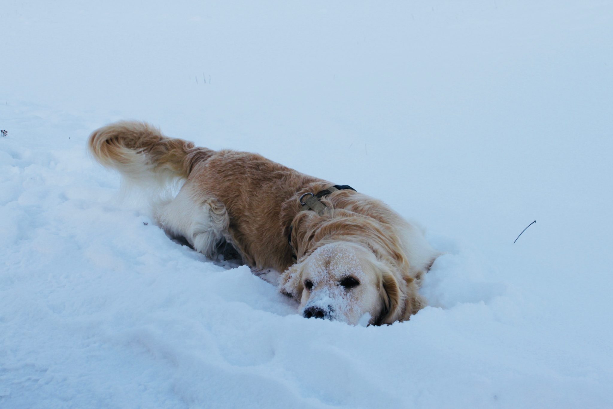 come proteggere il nostro cane dal freddo