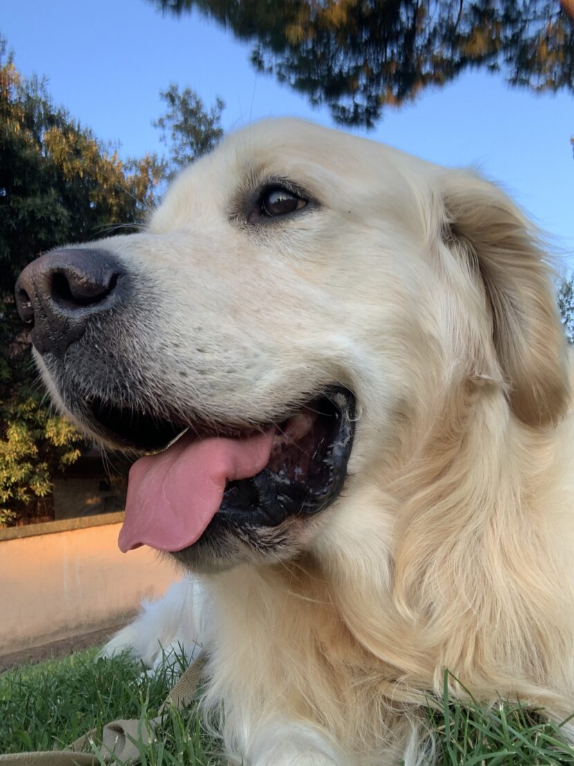 Giornata Mondiale del Cane